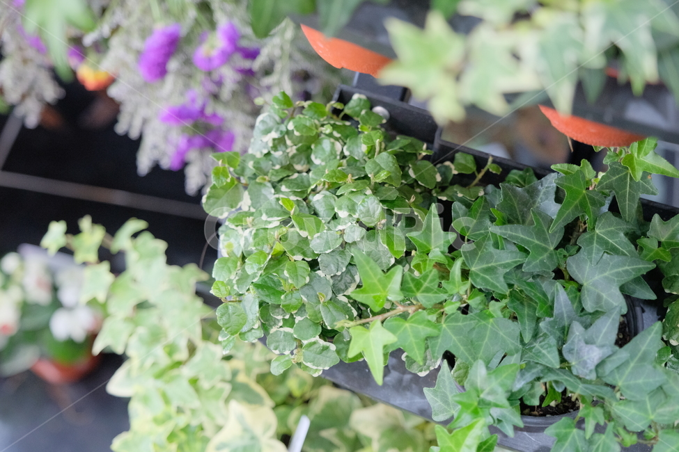pottedplant,화분,식물,plant,leaf,잎,herbs,허브