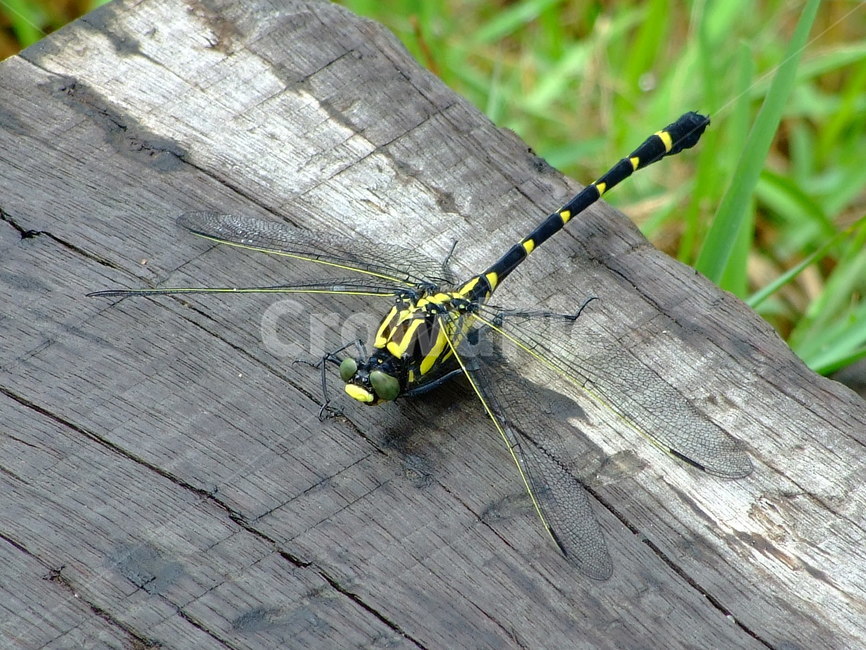 잠자리,곤충,노랑잠자리,휴식,벌레,동물,animal,곤충,벌레,insect,bug