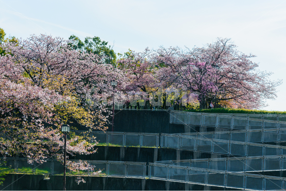 벚꽃,봄,봄꽃,꽃,식물,자연,핑크,핑크색꽃,계절,시즌,spring,春,スプリング,桜,벚나무,봄,계절,spring,season,plant,flower,cherry blossom,blossom