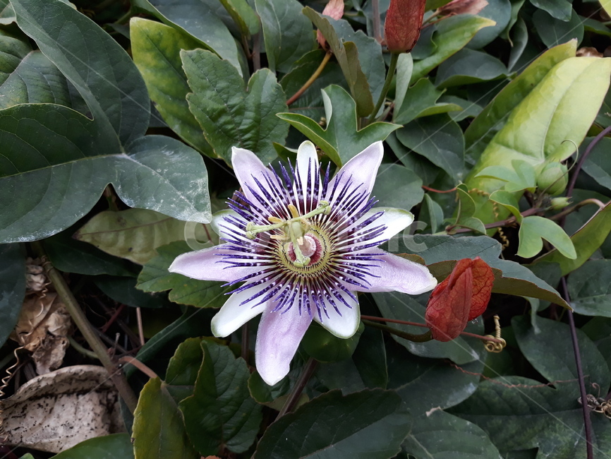 purple flower,petal,Unusual flower,pretty flower,Plug in