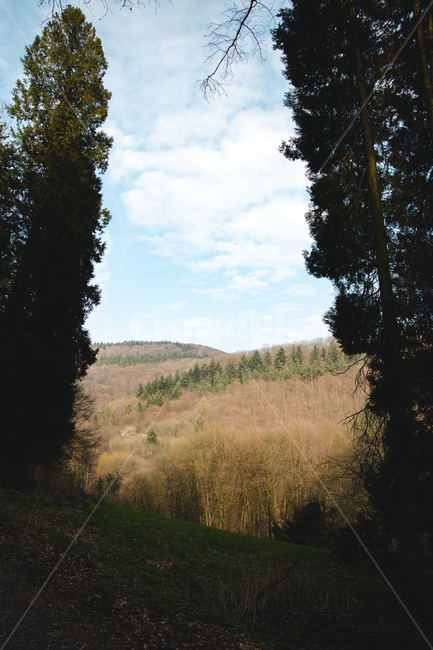 나무,식물,옥외,자연,전나무,tree,plant,outdoors,fir,nature,abies