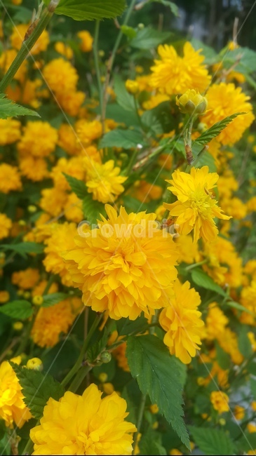 꽃,노란꽃,들꽃,flower,노란색,yellow