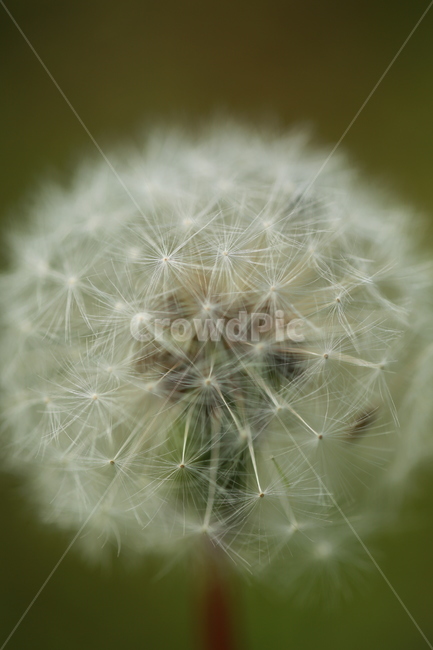 양귀비꽃,민들레,민들레홀씨,봄,들판,식물,자연,plants,nature,꽃,flower