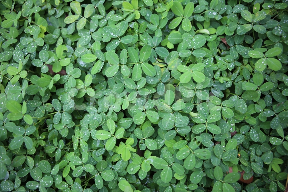 클로버,녹색배경,나뭇잎,이슬,패턴,식물,자연,plants,nature