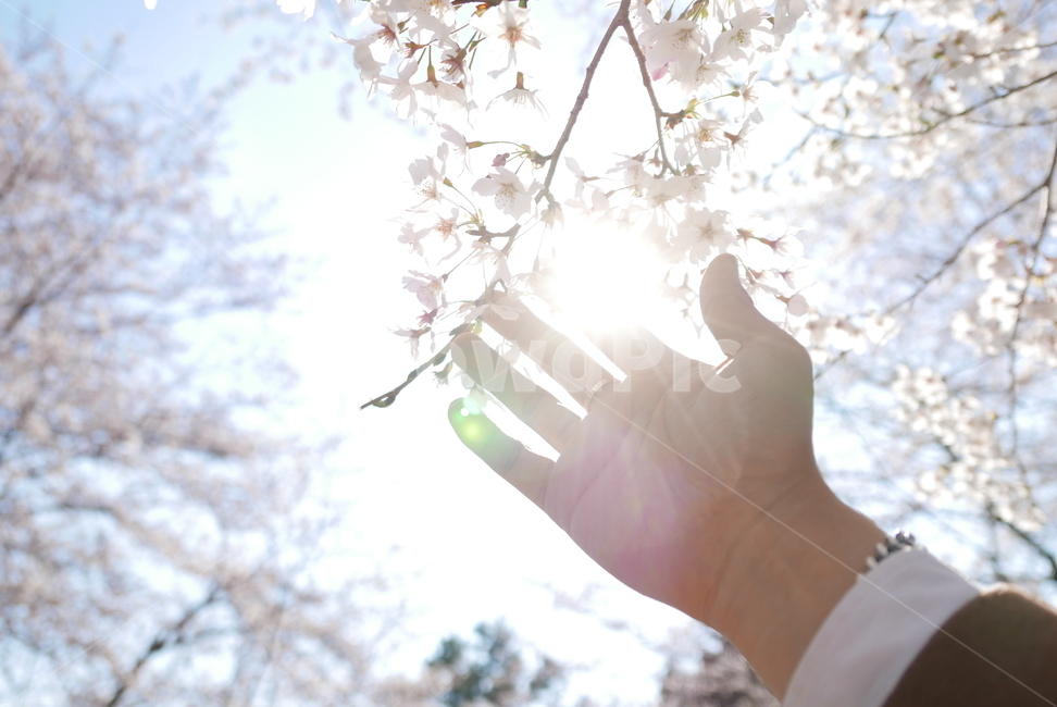 벚꽃,벚나무,손,감성,플레어,하늘,손가락,봄,계절,spring,season,light,빛,flare