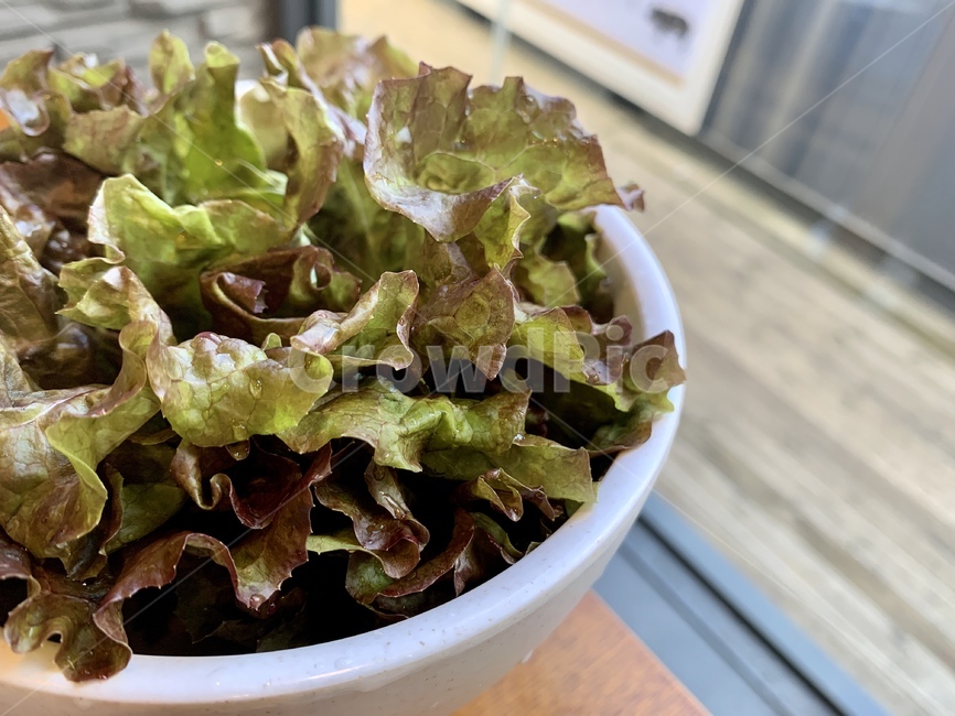 bowl,delicious,diet,food,green,health,healthy,leaf,lettuce,salad,table,vegetable,vegetarian,상추,채소,초록,건강,샐러드,유기농,음식,식재료,요리,food,cook,meal,dishes,food reserves,채소,야채,vegetables