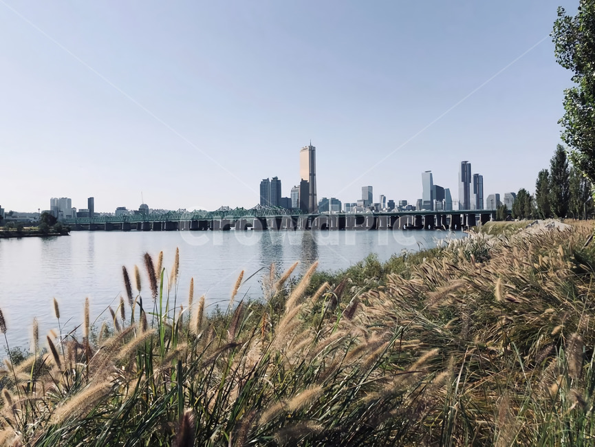 갈대,갈대밭,한강,여의도한강,여의도,하늘,가을,식물,잔디,plant,reed,grass,lawn,river,hangang,hanriver,sky,도시,풍경,city,landscape