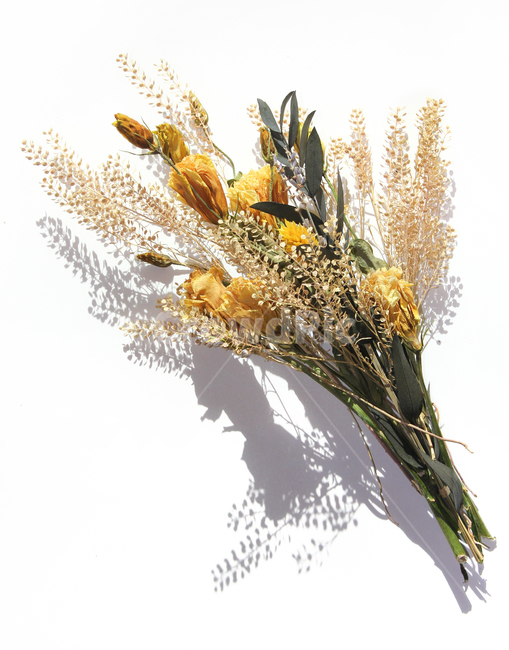 brown,closeup,bunch,dead,death,decoration,dry,flora,floral,flower,green,leaf,natural,nature,plant,white,yellow,갈색,브라운,노란,그린,노란색,녹색,말린꽃,꽃,꽃다발,말린,드라이,드라이플라워,잎,나뭇잎,잎사귀,식물,자연,꽃,flower