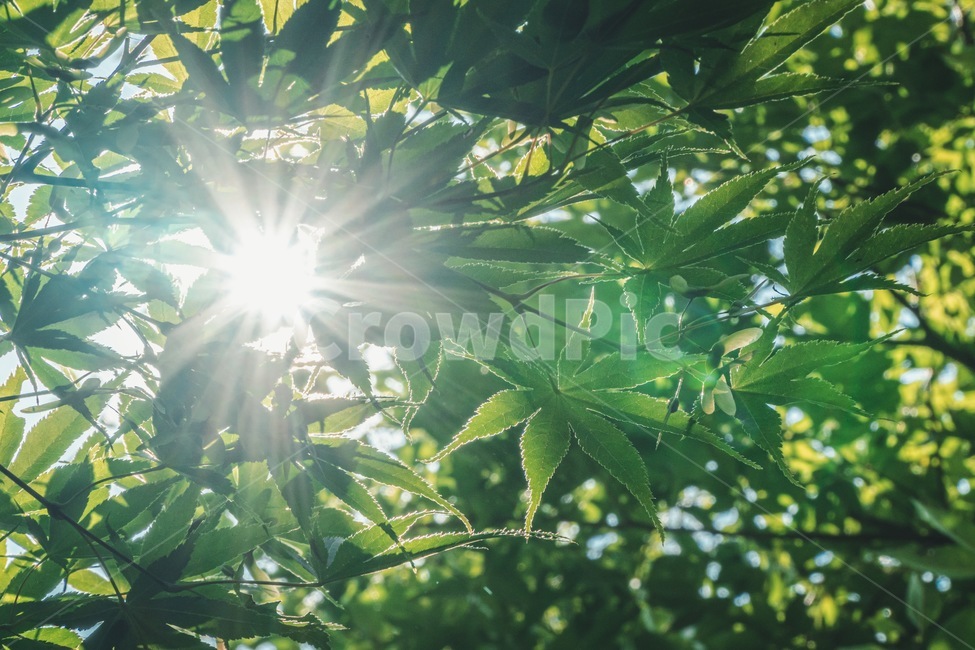자연,여름,단풍나무,빛,초록,light,summer,nature