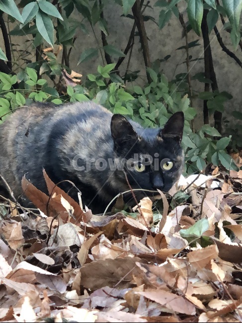 길냥이,고양이,줄무늬고양이,낙엽,kitty