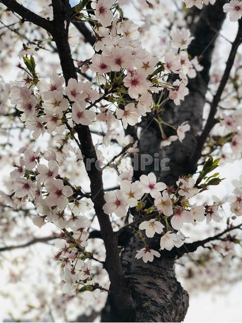cherryblossom,flower,꽃,벚꽃,봄