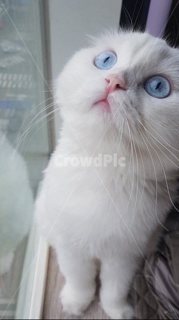 스코티쉬폴드,고양이,동물,귀여운,cat,눈,파란,동물,animal,포유류,mammal,고양이,cat,kitten,kitty