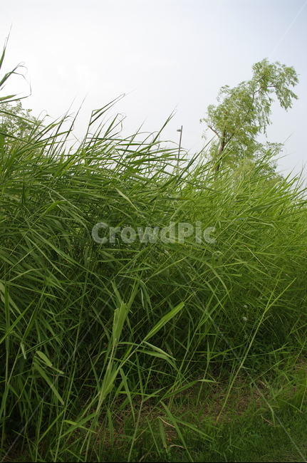 나무,풍경,식물,plant,잎