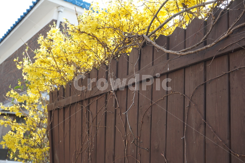 꽃,봄,개나리,노란색,식물,봄,계절,spring,season
