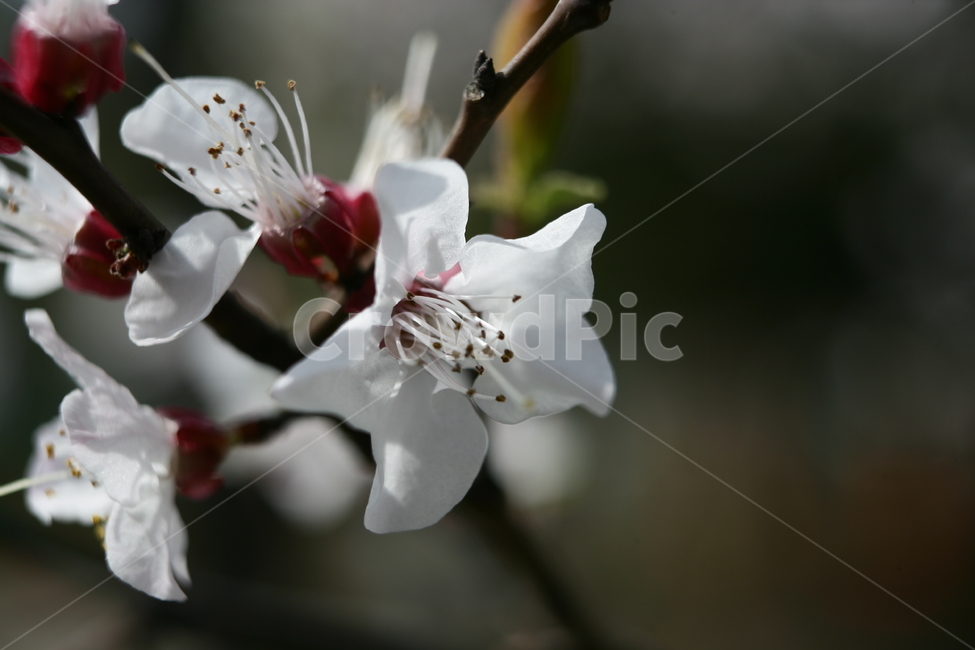 꽃,봄꽃,매화,나무,식물,식물,자연,plants,nature,꽃,flower