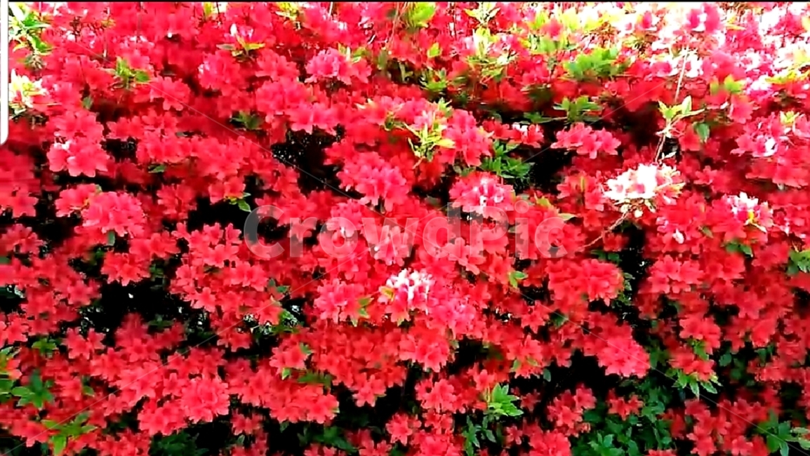 철쭉,꽃,진분홍꽃,철쭉꽃만발,이쁜꽃,식물,자연,plants,nature,꽃,flower