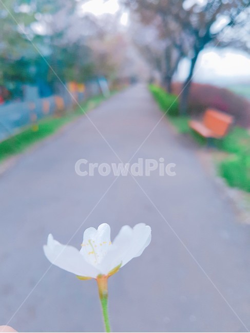 꽃,봄,산책,감성,벚꽃,산책로,flower,spring