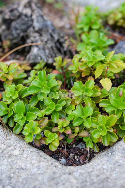화분,식물,풀,자연,잎사귀,흙,식물,자연,plants,nature