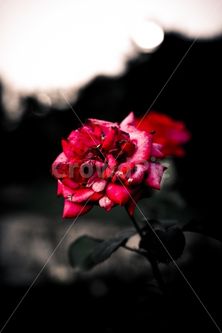 꽃,장미,빨강,외로움,고독,한송이,가을,식물,자연,plants,nature,꽃,flower,감성,sensible,feeling
