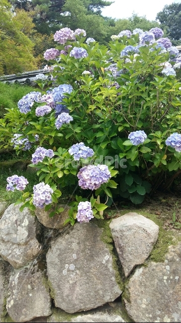 경주,꽃,초록,불국사,수국,사찰,자연,풍경,정원,기와,하늘,낮,오전,아침