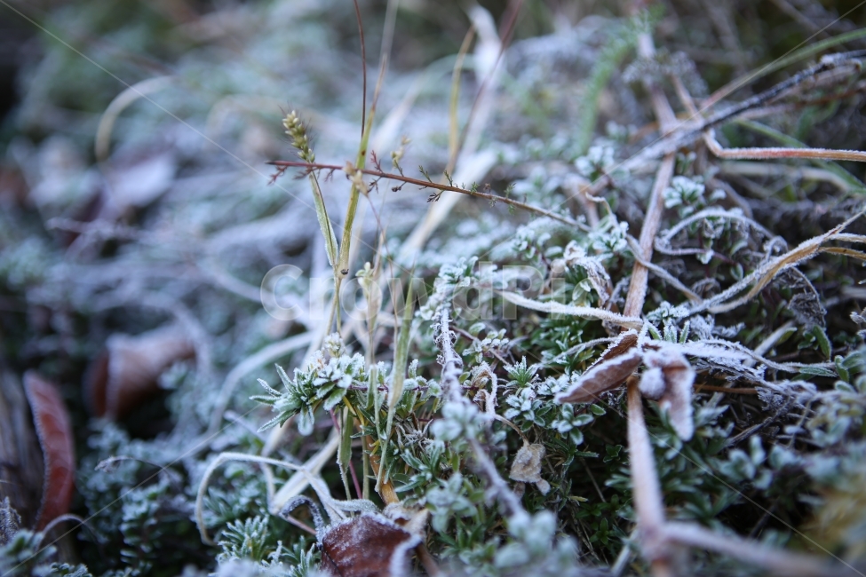 서리,가을,눈,흰,겨울,자연,경의,겨울,계절,winter,season,식물,자연,plants,nature