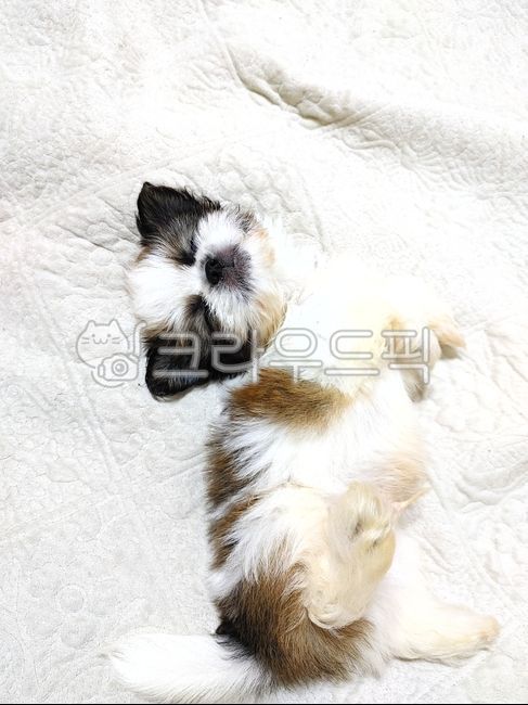 baby shih tzu,drilling,Pets,sleeping puppy,puppy,animal,dog,pet
