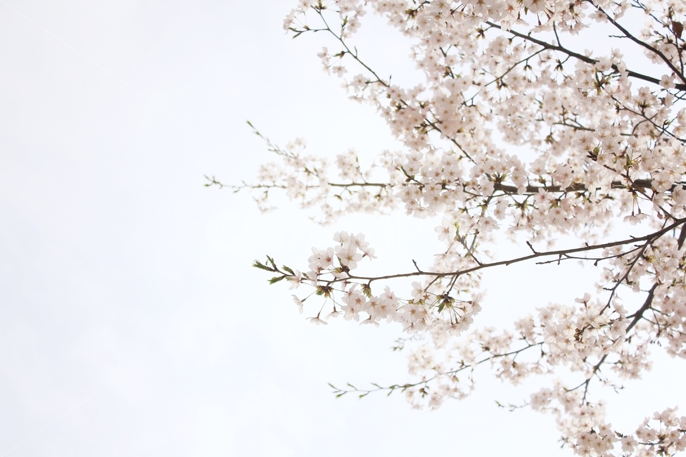봄,벚꽃,꽃,봄꽃,cherryblossom,spring,flower,tree,봄,계절,spring,season,식물,자연,plants,nature,꽃,flower,plant,blossom
