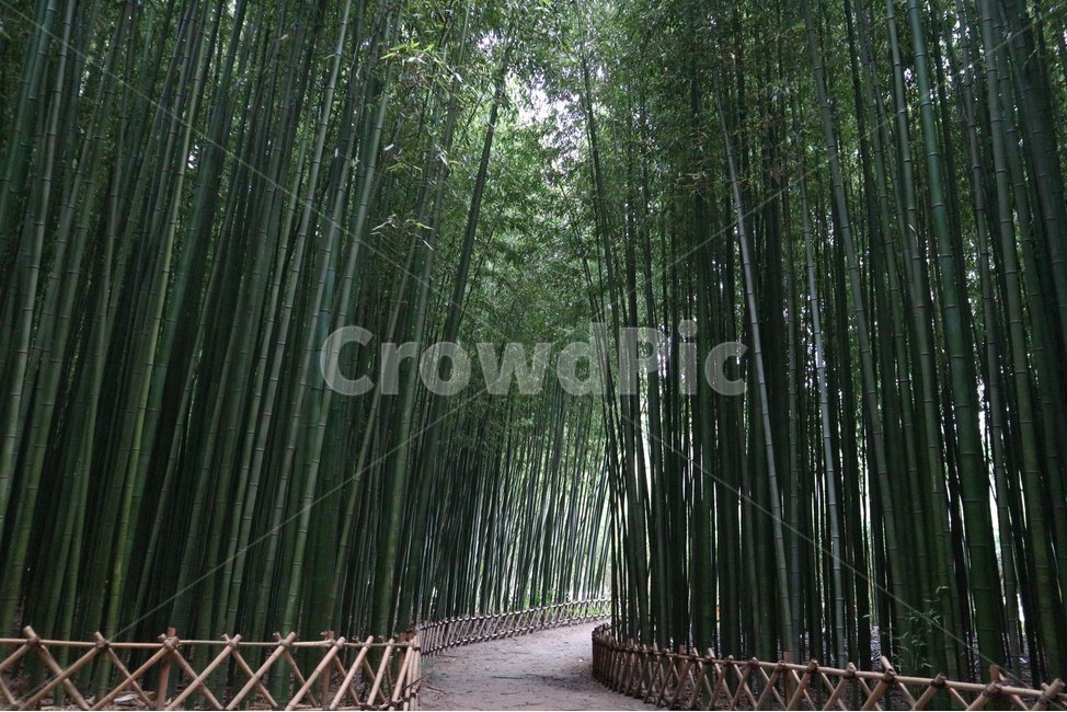 대나무,태화강,울산,대나무숲,대숲,자연,풍경,nature,landscape,식물,plants,나무,trees,wood,plant