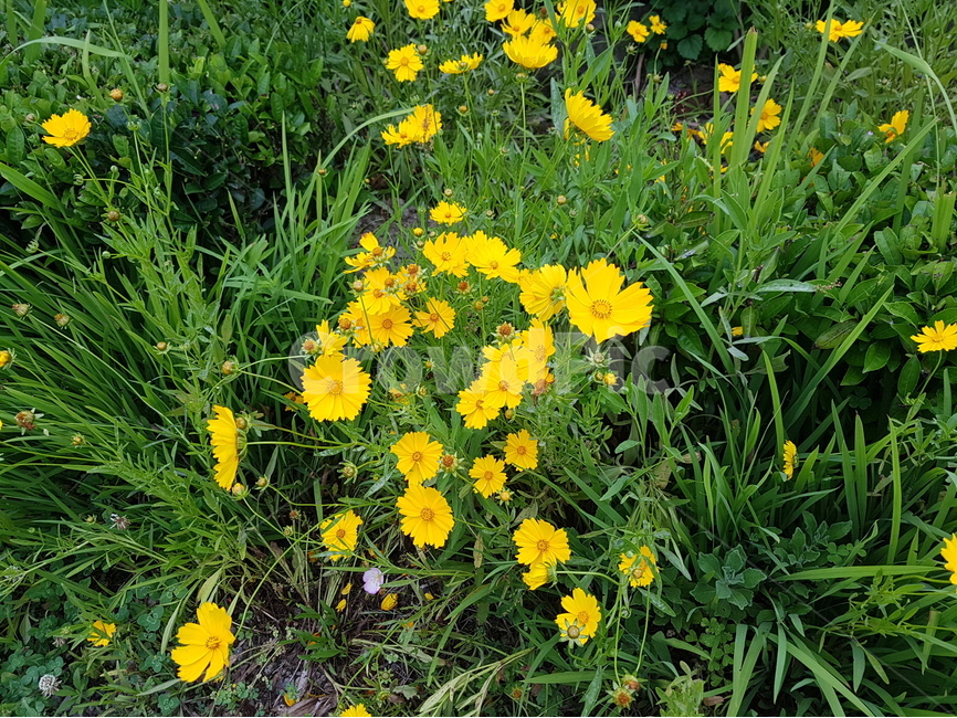 꽃,들꽃,자연,싱그러움,푸르름,식물,자연,plants,nature,꽃,flower