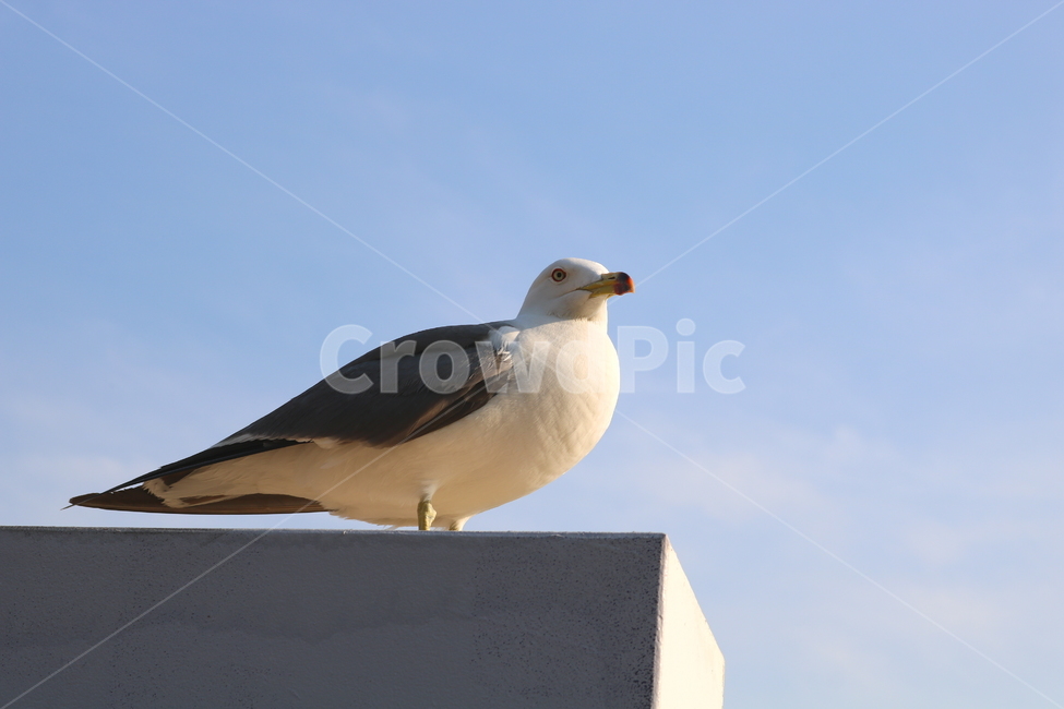 갈매기,새,조류,바다,동물,하늘,자연,동물,animal,조류,새,birds