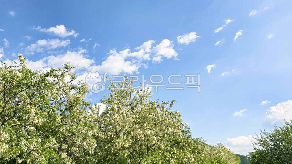 sky,Akashi,white flower,colony,tree,leaf,White space,flower,cloud,blue,acacia