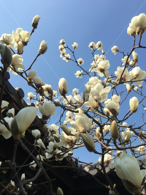 목련,목련꽃,목련개화,목련나무,목련화,봄꽃,자연,나무,꽃나무,하늘,꽃,꽃눈,nature,tree,plant,flower,sky,흰꽃,whiteflower,꽃잎,식물,기와,기와지붕