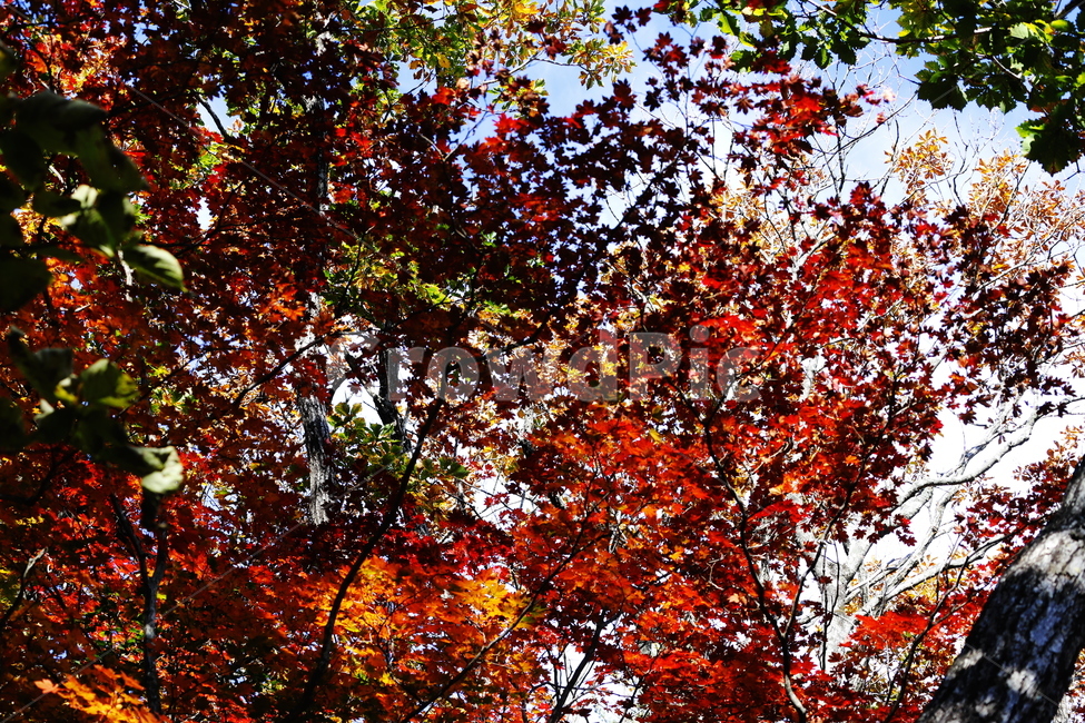 가을,붉은색,단풍,나무,낙옆,산,가을,계절,fall,autumn,season,leaf,잎,plant,식물,tree,maple