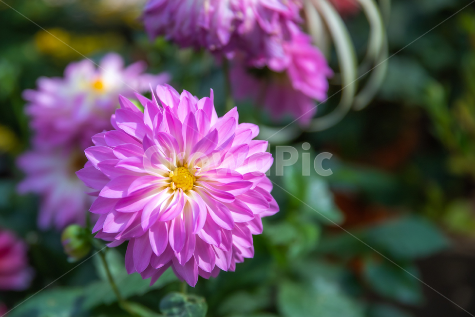 꽃,식물,plant,flower,blossom,식물,자연,plants,nature,꽃,flower