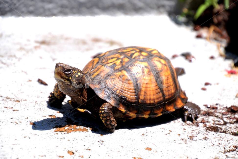 거북이,버지니아,황금거북,goldenturtle,fairfax,virginia,동물,animal,파충류,양서류,reptile,amphibian