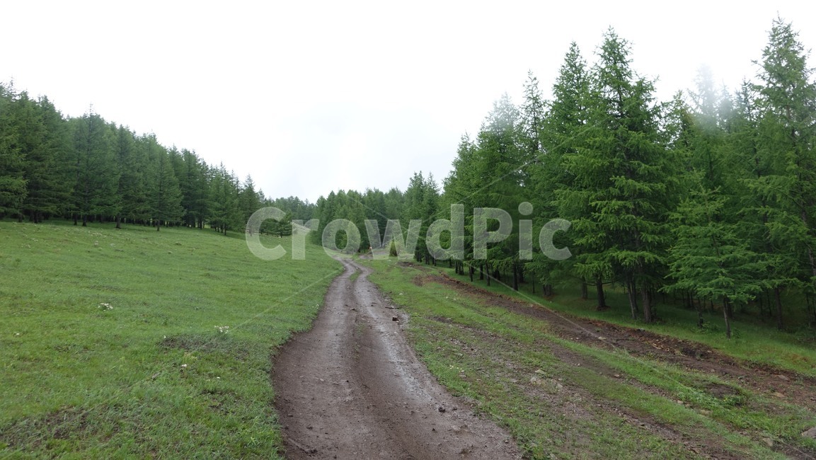 자연,풀밭,들판,nature,grass,field,green,초록,길,road,도로,trail,트레일,초원