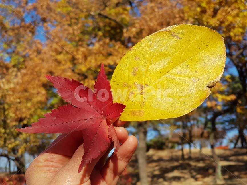 가을,낙엽,단풍,단풍잎,가을여행,가을놀이,가을느낌,가을가을,가을냄새,가을향기,낙엽밟기,낙엽향기,낙엽소리,낙엽줍기,낙엽놀이,가을사진,낙엽사진,빨강노랑,떨어진낙엽,낙엽사랑,새빨간낙엽,샛노란낙엽,가을소식,겨울소식,가을,계절,fall,autumn,season,식물,자연,plants,nature,plant,leaf,잎,tree,나무