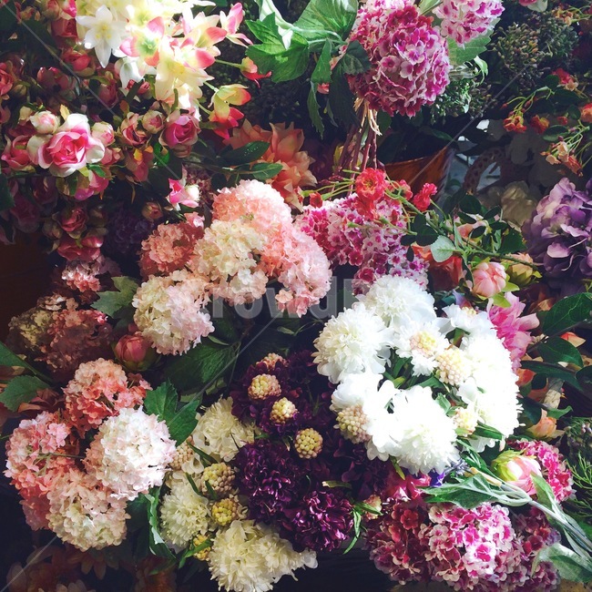 plant,식물,blossom,flower,flowerbouquet,꽃부케,꽃,flowerarrangement,꽃꽂이,핑크꽃,보라꽃,pinkflower,purpleflower