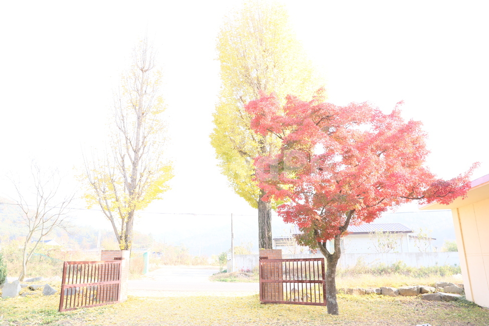 분교,교정,단풍,가을,풍경,가을,계절,fall,autumn,season,식물,자연,plants,nature,나무,trees,wood,tree,plant