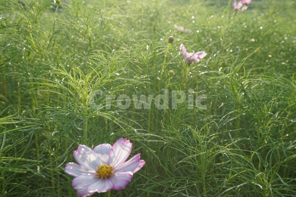 plant,식물,꽃,blossom,코스모스,flower