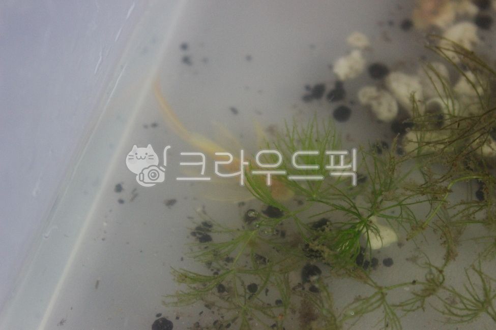 수족관,안시롱핀,안시숏핀,구피,구피유어,수초,물생활,열대어,물고기,안시숏핀유어,안시롱핀유어