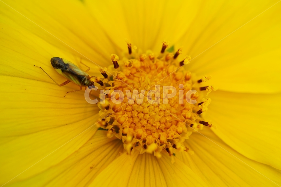 금계국,노랑꽃,봄꽃,야생화,곤충,식물,자연,plants,nature,꽃,flower,동물,animal,곤충,벌레,insect,bug