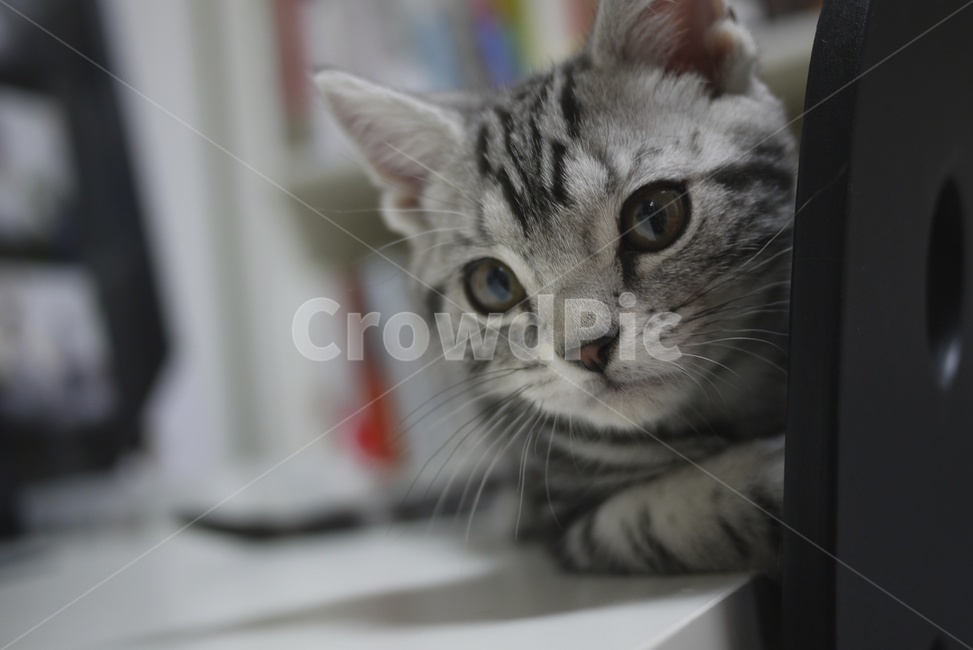 고양이,아메숏,아메리칸숏헤어,단모고양이,아깽이,동물,animal,포유류,mammal,고양이,cat,kitten,kitty