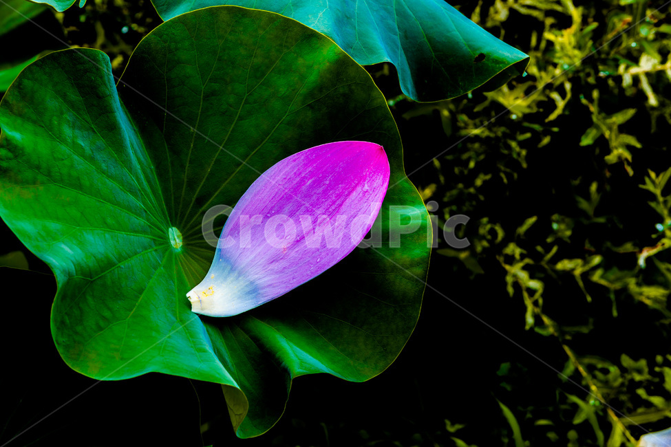 연잎,꽃잎,낙화,문양,무늬,식물,자연,plants,nature,꽃,flower