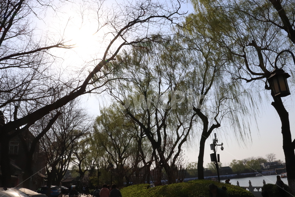 나무,봄,햇빛,여름,태양,풍경,자연,풍경,nature,landscape,나무,trees,wood,tree,plant,식물
