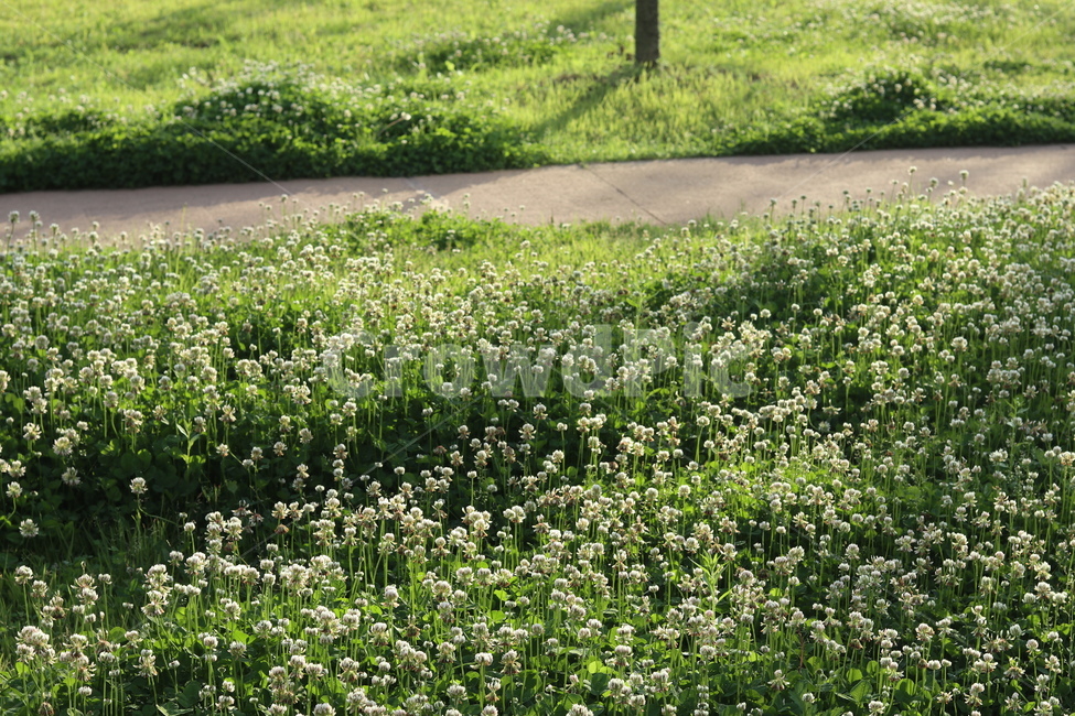 토끼풀,초록,흰색,풍경,봄,햇빛,식물,자연,plants,nature,꽃,flower