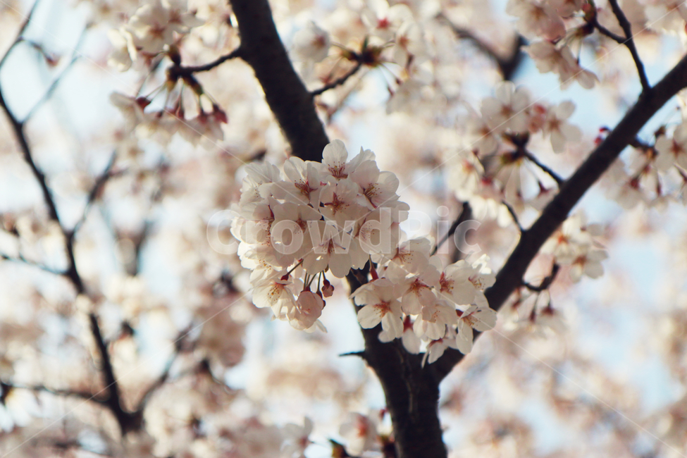 남해벚꽃길,왕지벚꽃길,벚꽃,봄,봄꽃,봄,계절,spring,season,식물,자연,plants,nature,꽃,flower,plant,blossom