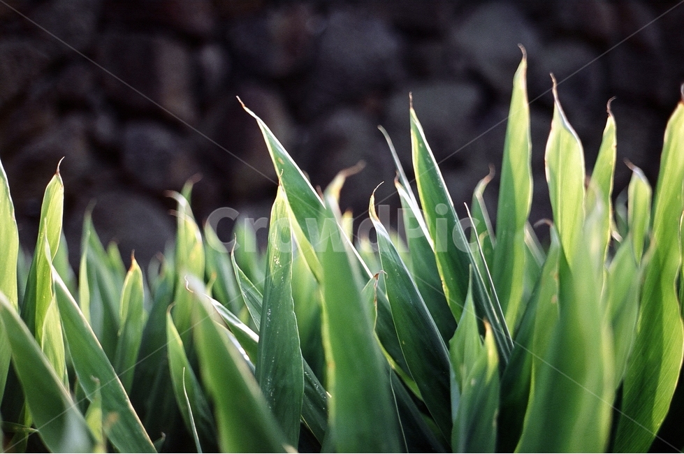돌담,풀,식물,골목,green,식물,자연,plants,nature