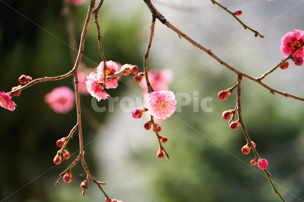 홍매화,매화,꽃,매화꽃,자주색,접사,붉은색,tree,blossom,plum,flower,pink,leaf,sky,nature,floral