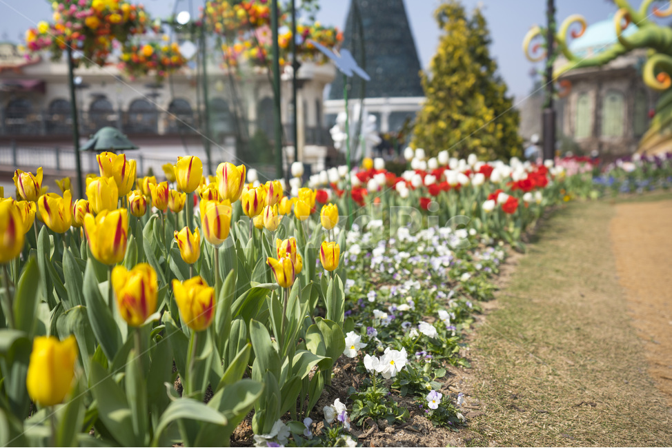 꽃,flower,튤립,꽃밭,꽃사진,tulip,flowers,자연,식물,natural,plant,봄,봄느낌,튤립꽃,튤립사진,꽃봉오리,풍경,풍경사진,꽃잎,꽃길,식물,자연,plants,nature,꽃,flower